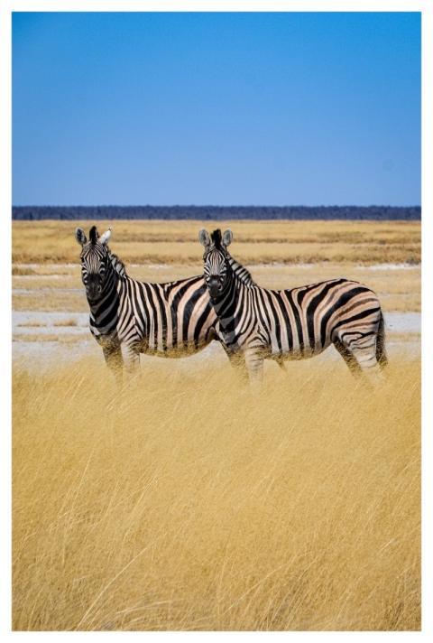 Zebras Savannah Wild Animals Africa