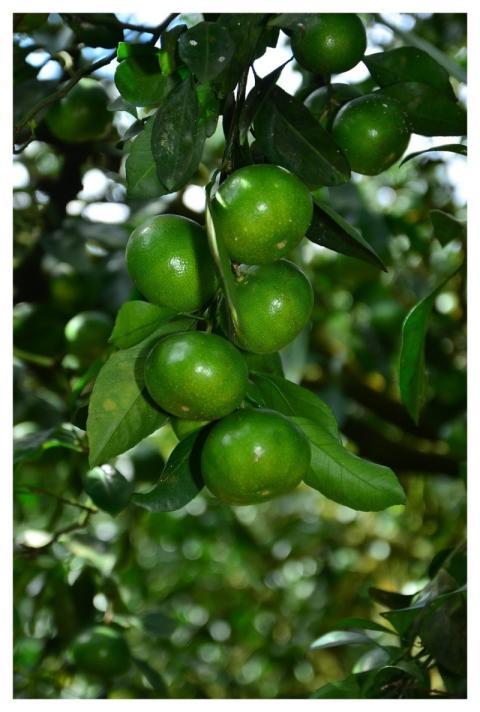 Citrus Oranges Fruits Tropical Fruits