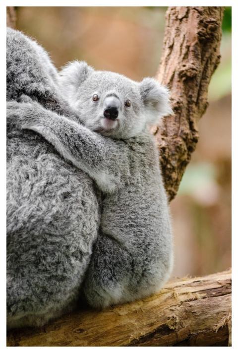 Adorable Animal Branch Nature