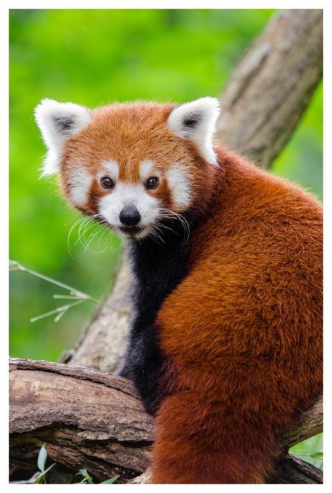 Red Panda Animal Cute Nature