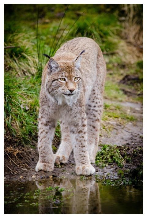 Animal Lynx Feline Grass