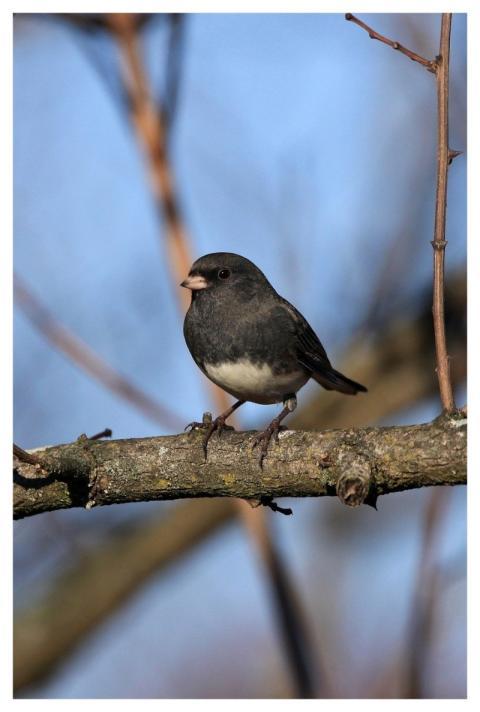 Junco Bird Wildlife Nature