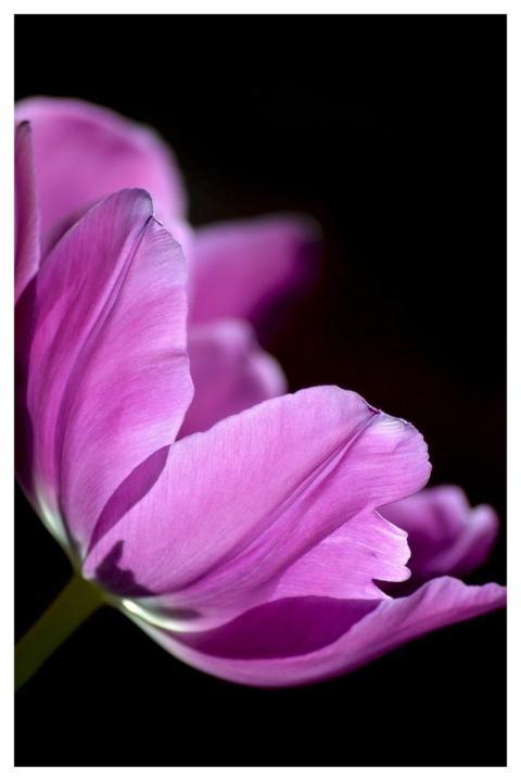 Tulip Flower Hd Background Blossom