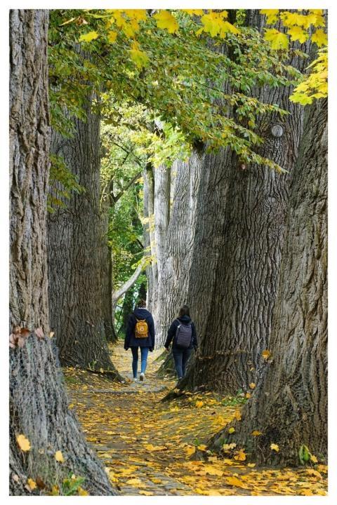 Walk Girl Avenue Path