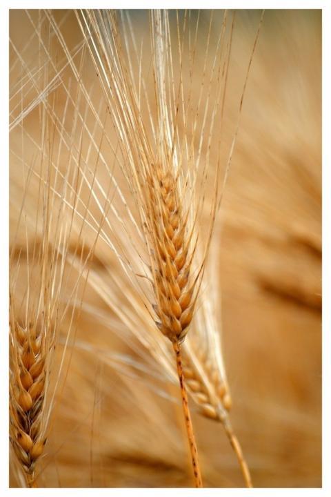 Barley Ear Barley Grain Grain Nature
