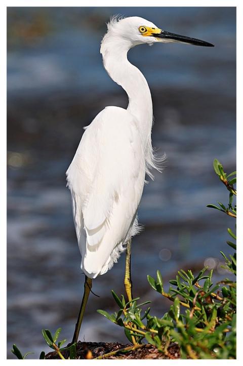 Snowy Egret Bird Avian Animal