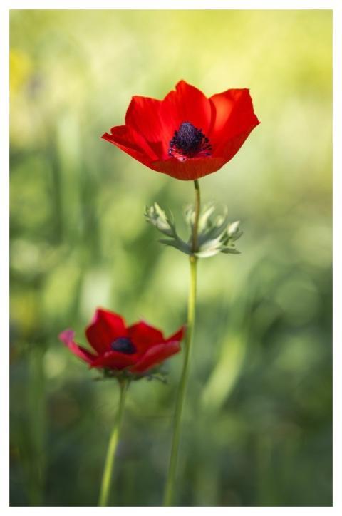 Nature Plant Flowers Flower Background