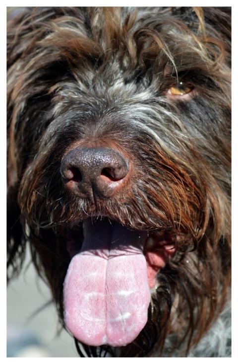 Dog Dog Head Animal Domestic Animal