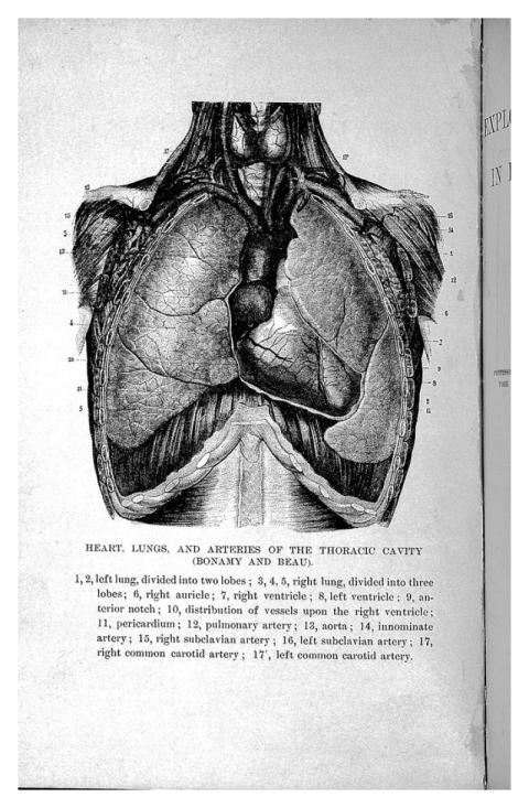 Exploration chest health disease /