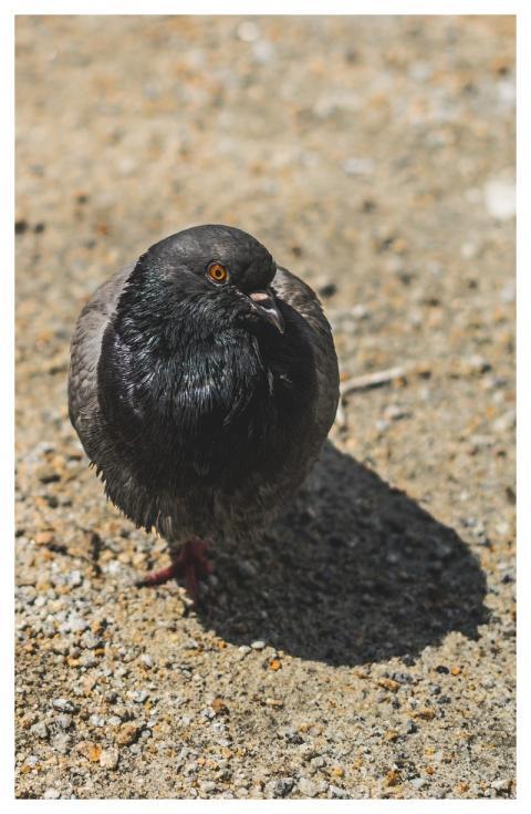Dove Bird Nature Pigeon