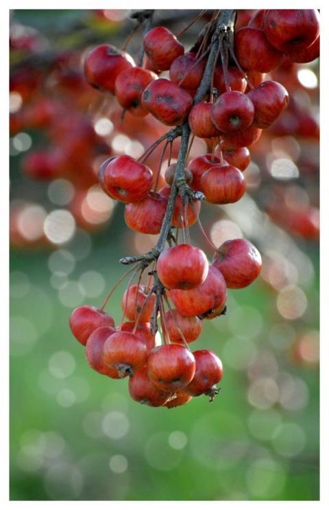 Apples Fruit Small Ornamental Tree