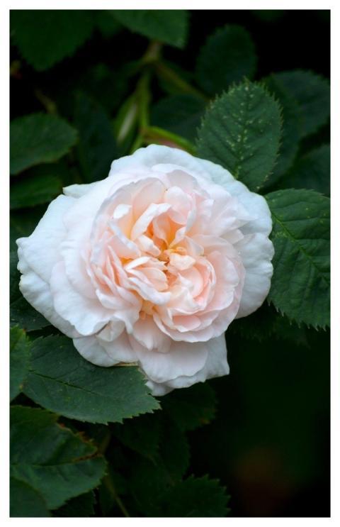 Rose Flower Blossom Bloom