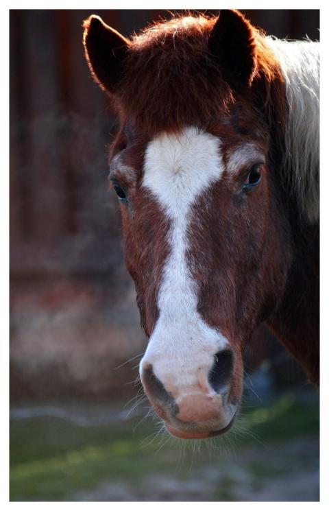Red-Brown Nostril Head Horse Head