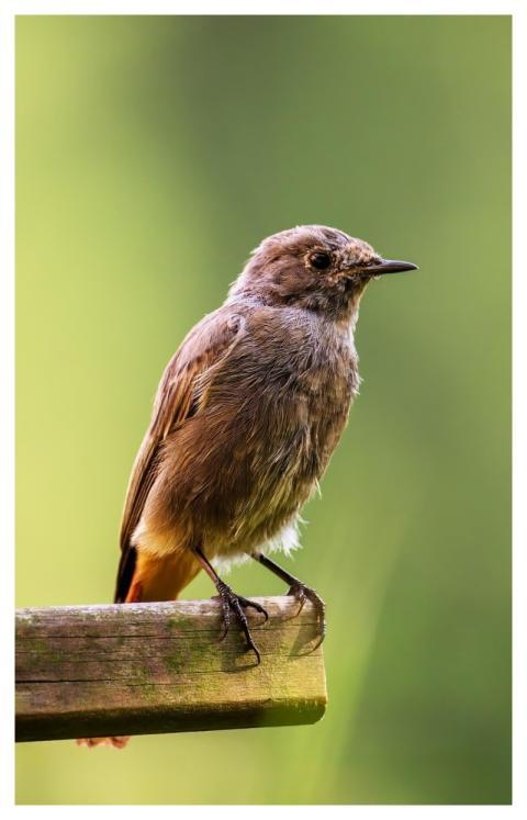 Bird Common Redstart Songbird Ornithology