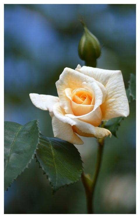 Rose Flower Blossom Bloom