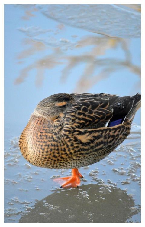 Duck Bird Water Bird Plumage