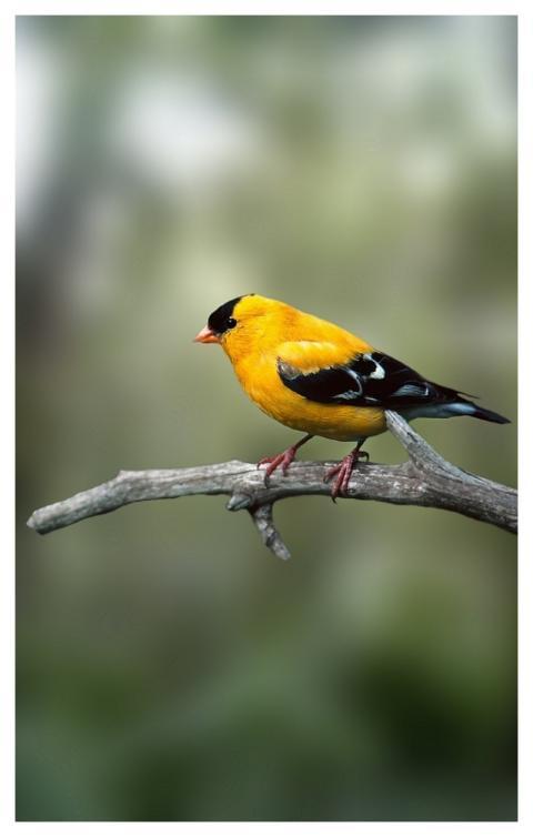 Bird Perched Animal Feathers