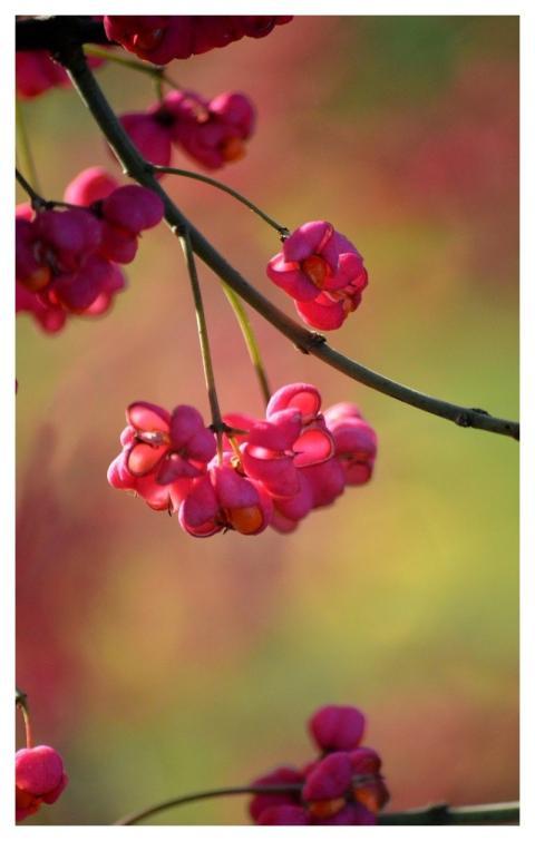 Peacock Berry European Spindle Tree Ordinary Euony