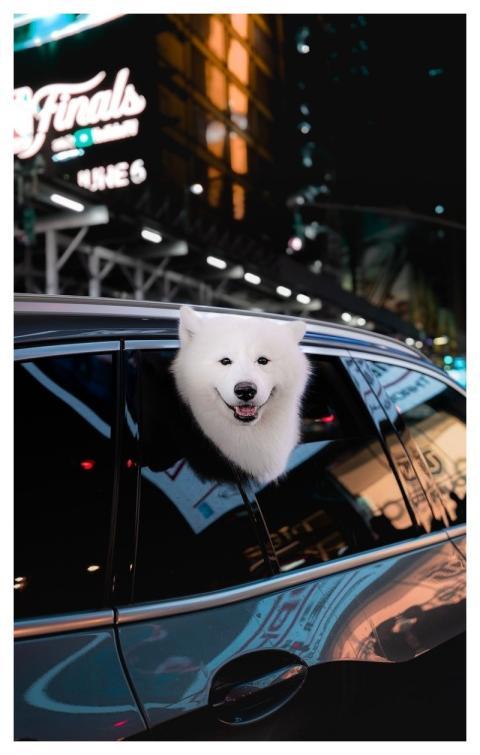 Fluffy Dog Samoyed White Dog Samoyed Smile