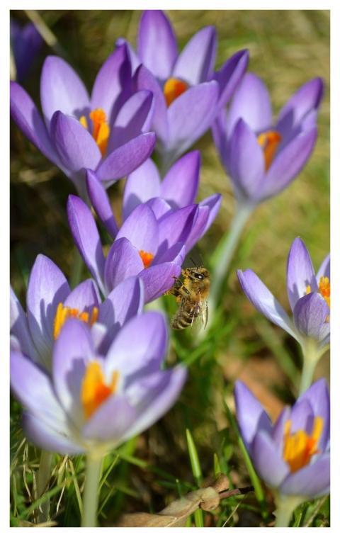 Bee Honey Bee Pollen Insect