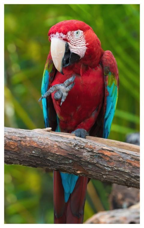 Bird Parrot Nature Ornithology