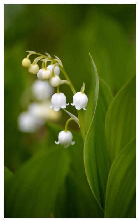 Lily Of The Valley Ornamental Plants Beautiful Flo
