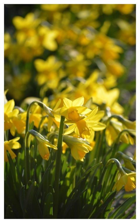 False Narcissus Trumpet Daffodils April Bells Marc