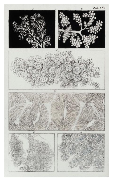 microscopic anatomy human body health