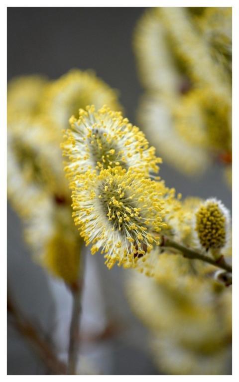 Willow Catkin Pollen Flower Pasture