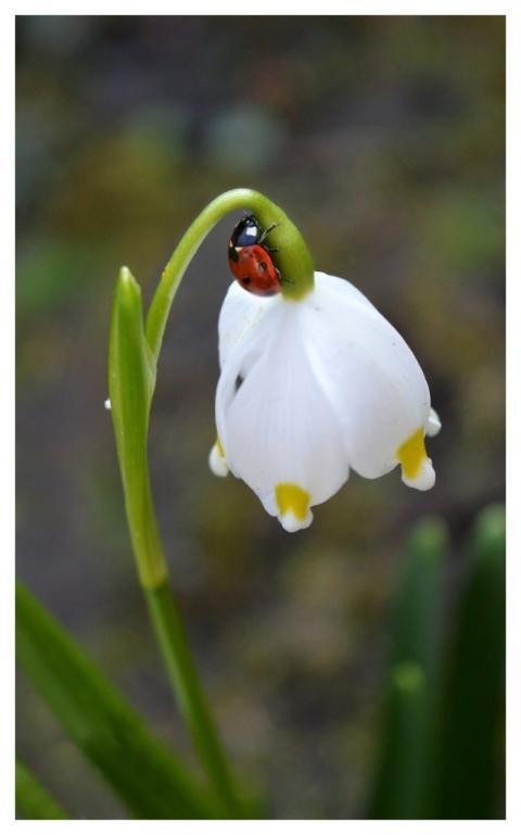 Spring Knotenblume Ladybug Flying Beetle Lucky Cha