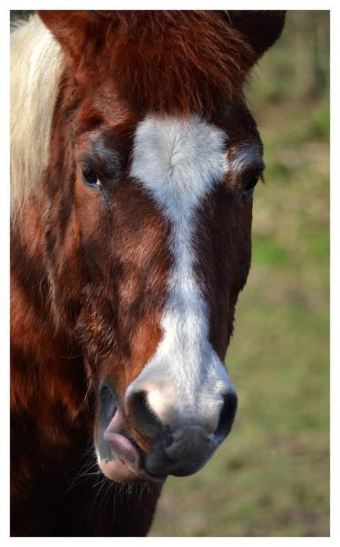 Red-Brown Nostril Head Horse Head