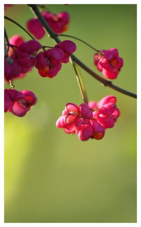 Peacock Berry European Spindle Tree Ordinary Euony