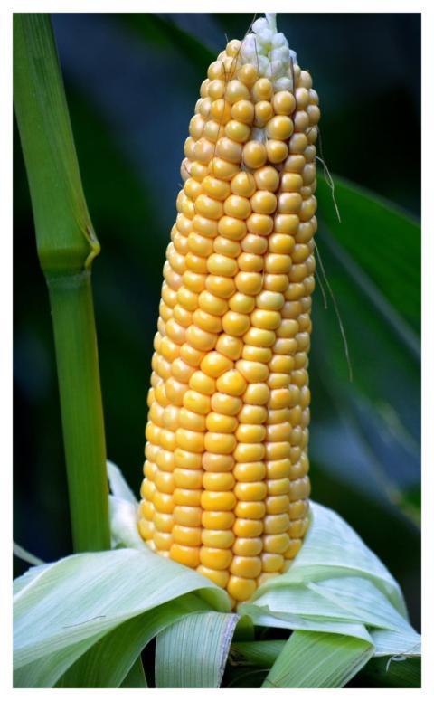 Corn Corn On The Cob Vegetables Yellow
