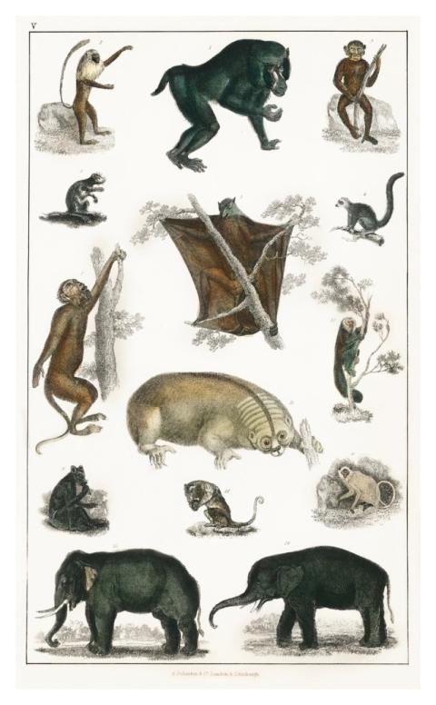 Collection wild animals. Digitally enhanced