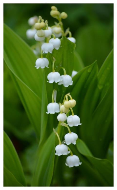 Lily Of The Valley Ornamental Plants Beautiful Flo