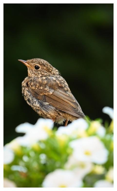 Robin Bird Nature Wildlife