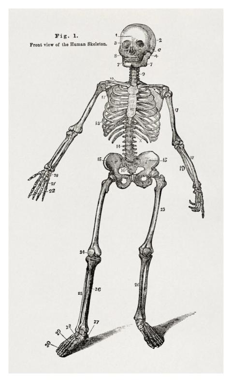 Anatomy, physiology laws health (1885)