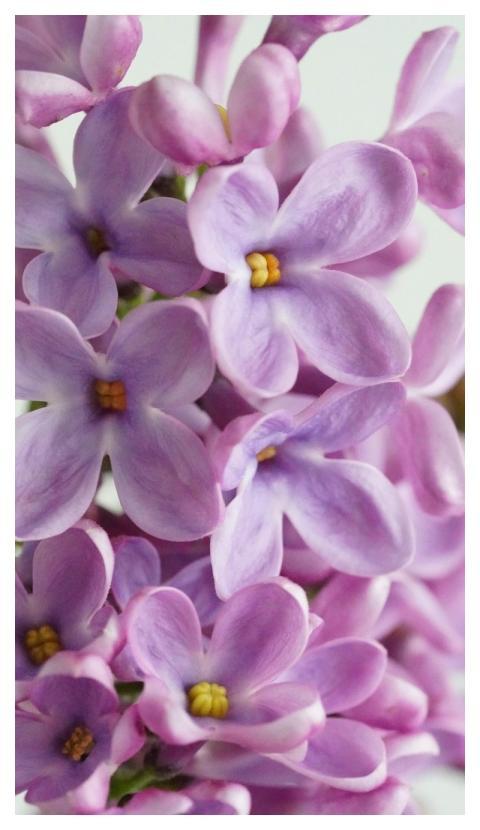 Lilac Blossoms Spring Nature