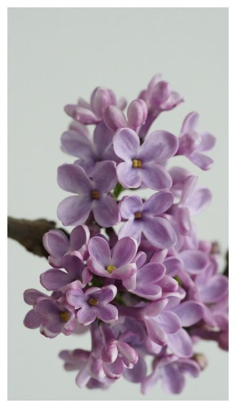 Lilac Blossom Lilac Beautiful Wallpaper Plant