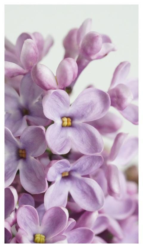 Lilac Tender Pink Yellow