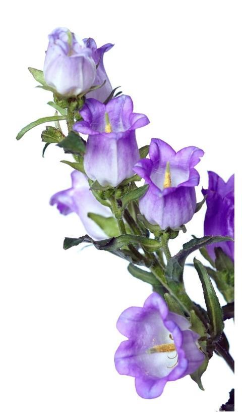 Bluebells Purple Flowers Flower Background