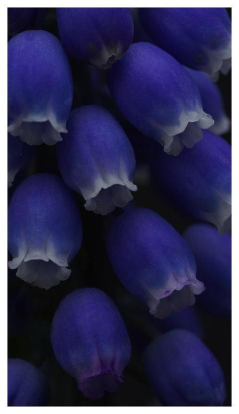 Blue Flowers Flower Background Beautiful Flowers F