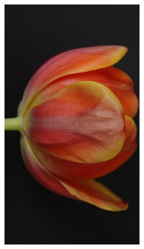 Tulip Flower Plant Petals