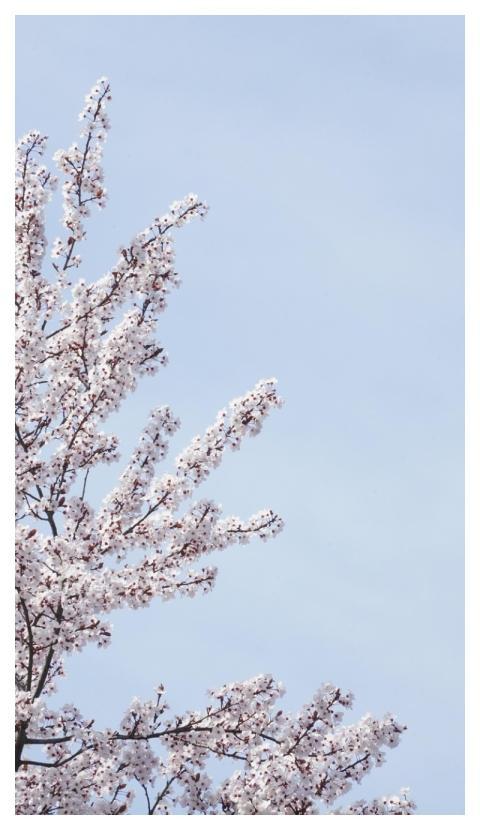 Blossoms Flower Background Spring Tree