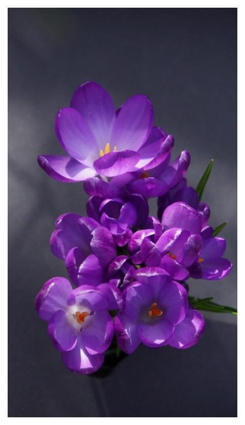 Flowers Crocuses Petals Spring