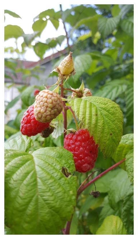 Fruit Food Leaf In Good Health
