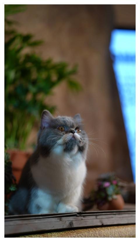 Pet Cat Animal Bạn Bè