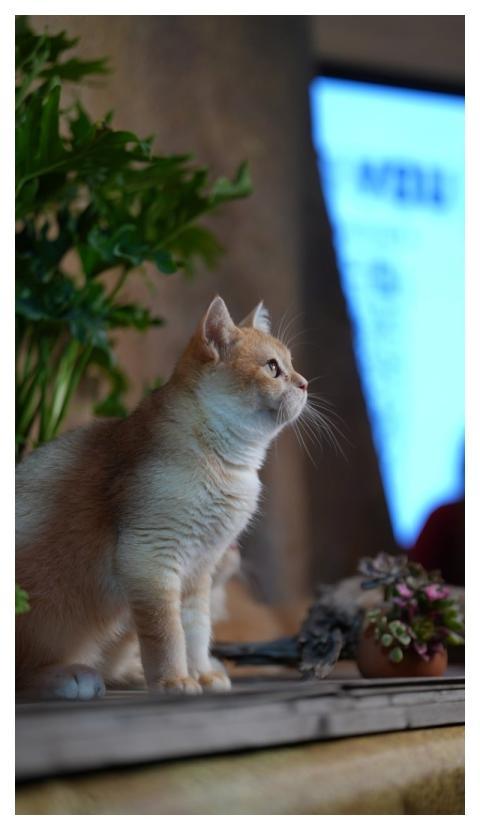 Pet Cat Animal Bạn Bè