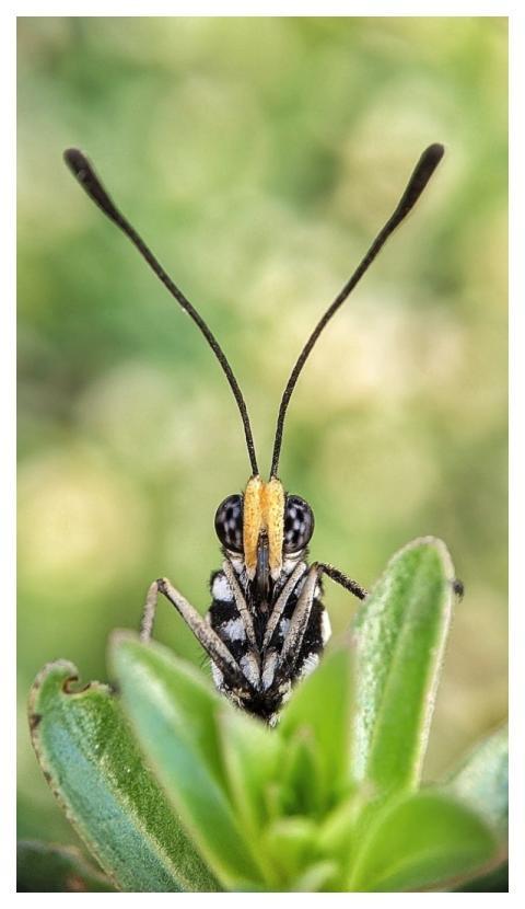 Macro Nature Wildlife Macro Photography