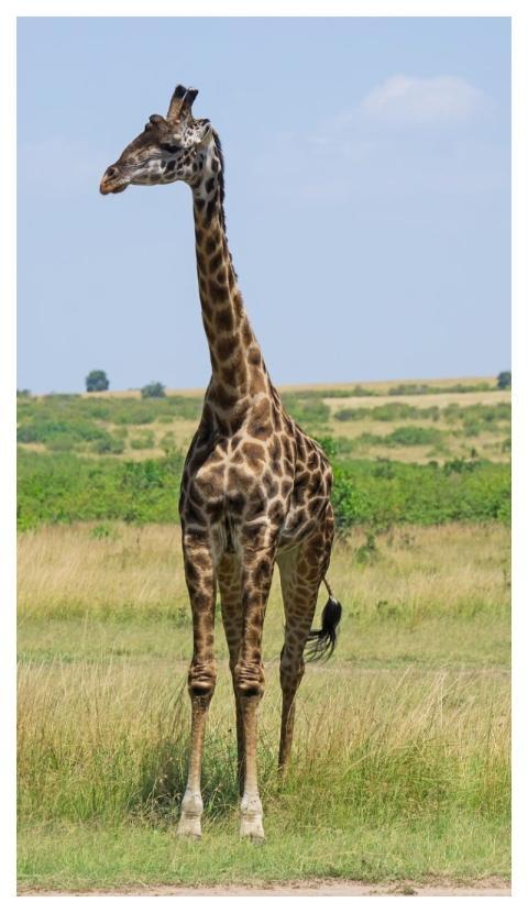 Giraffe Africa Wildlife Kenya